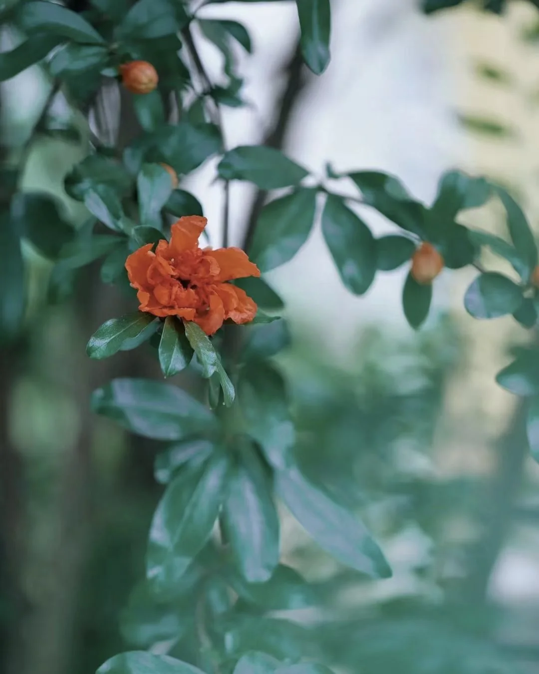 Fortuitous Radiance — Pomegranate image 4