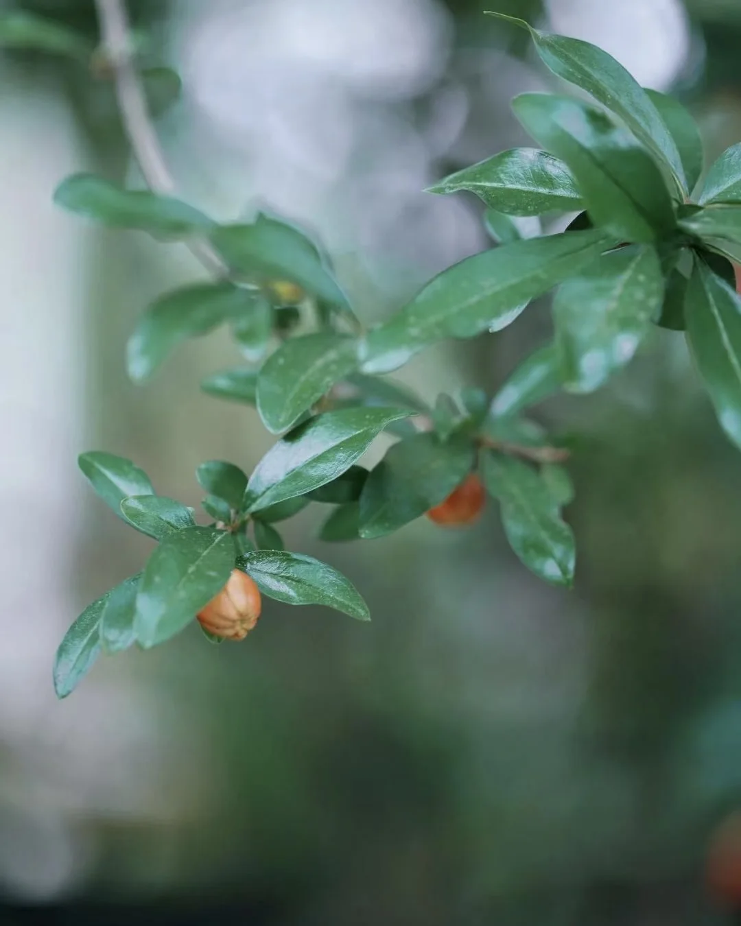 Fortuitous Radiance — Pomegranate image 5