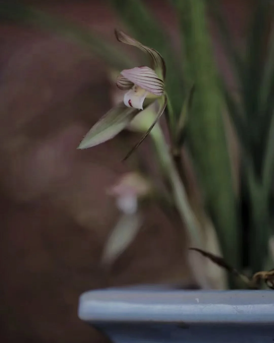 Light Gentility — Orchid image 7