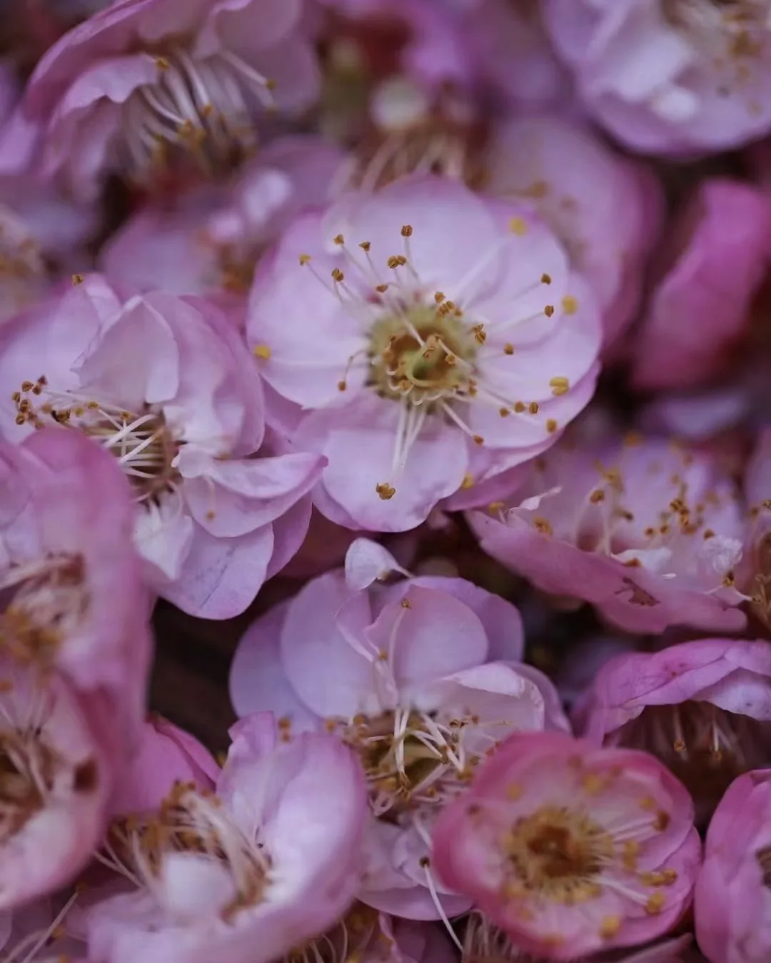 Quiet Awakening — Plum image 6