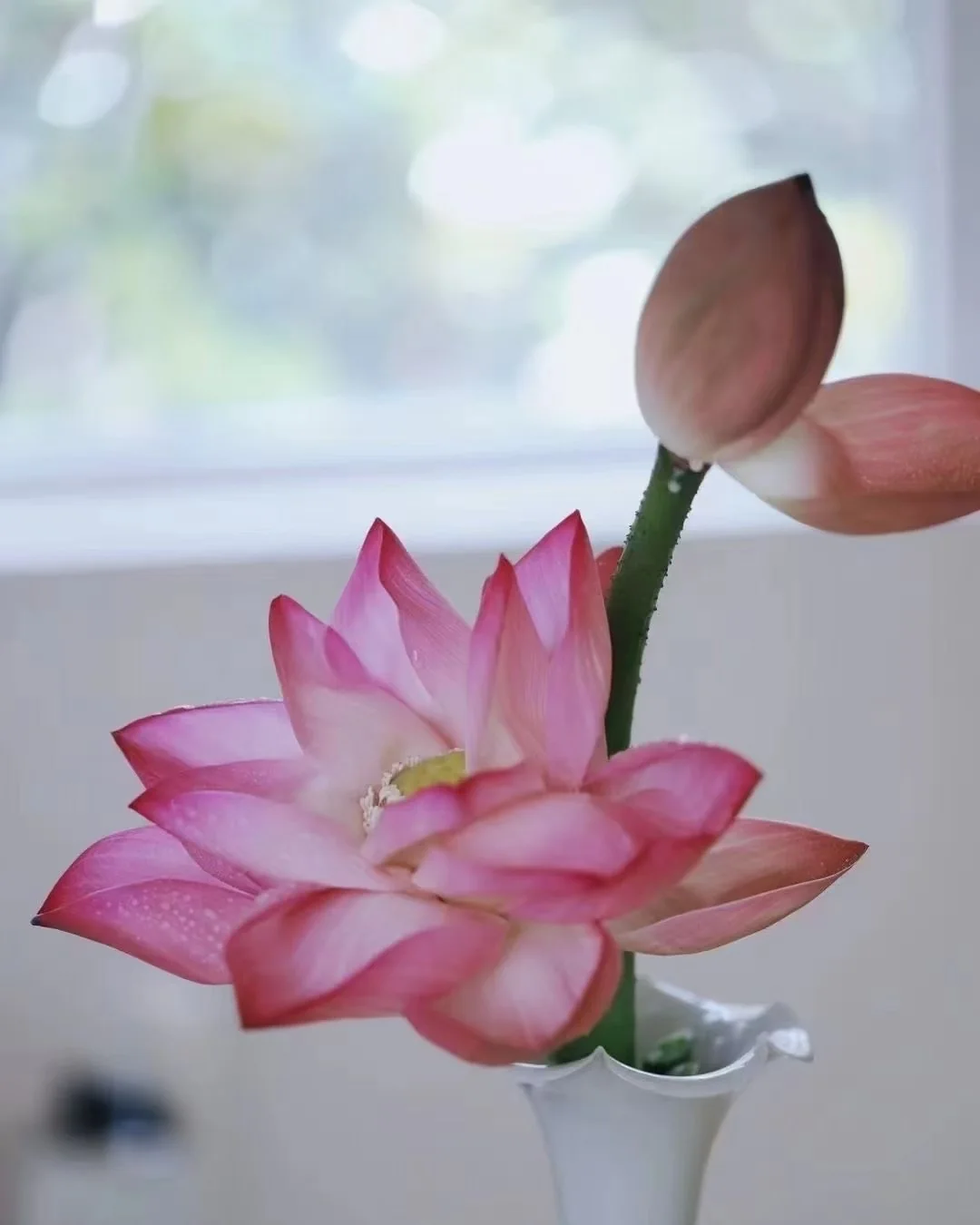 Serene Emergence — Lotus image 5