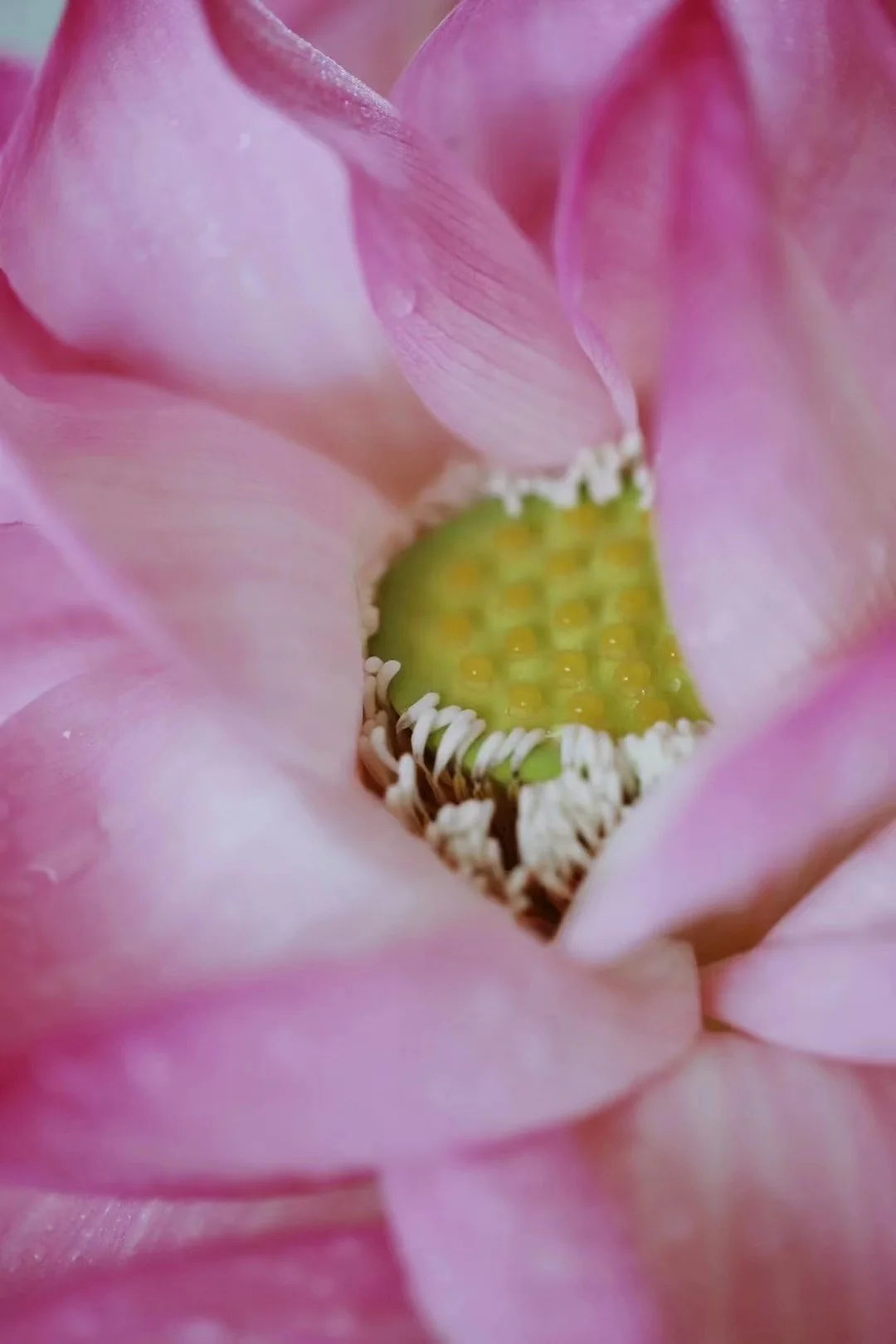 Serene Emergence — Lotus image 6