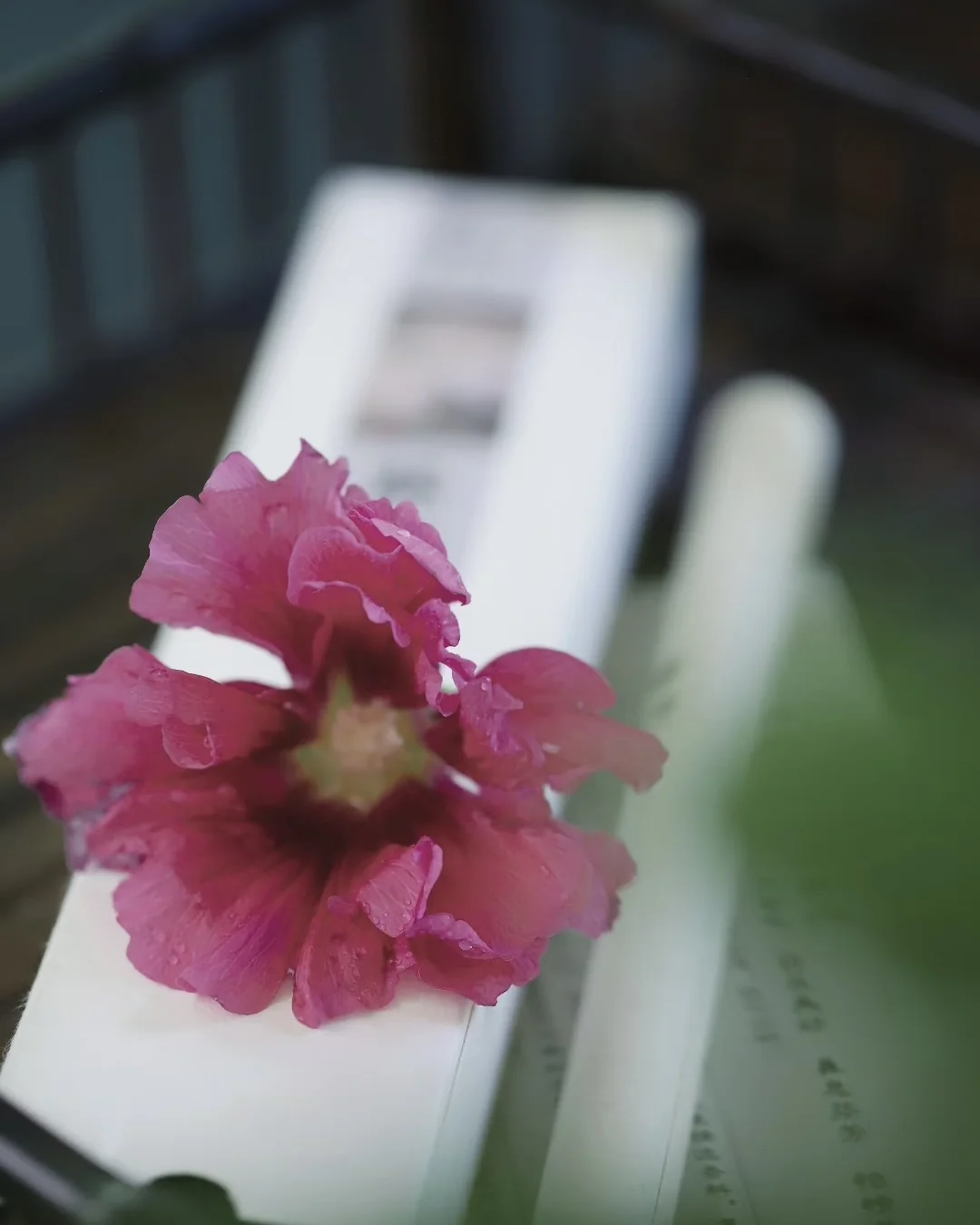 Sunward Light — Alcea Rosea image 4