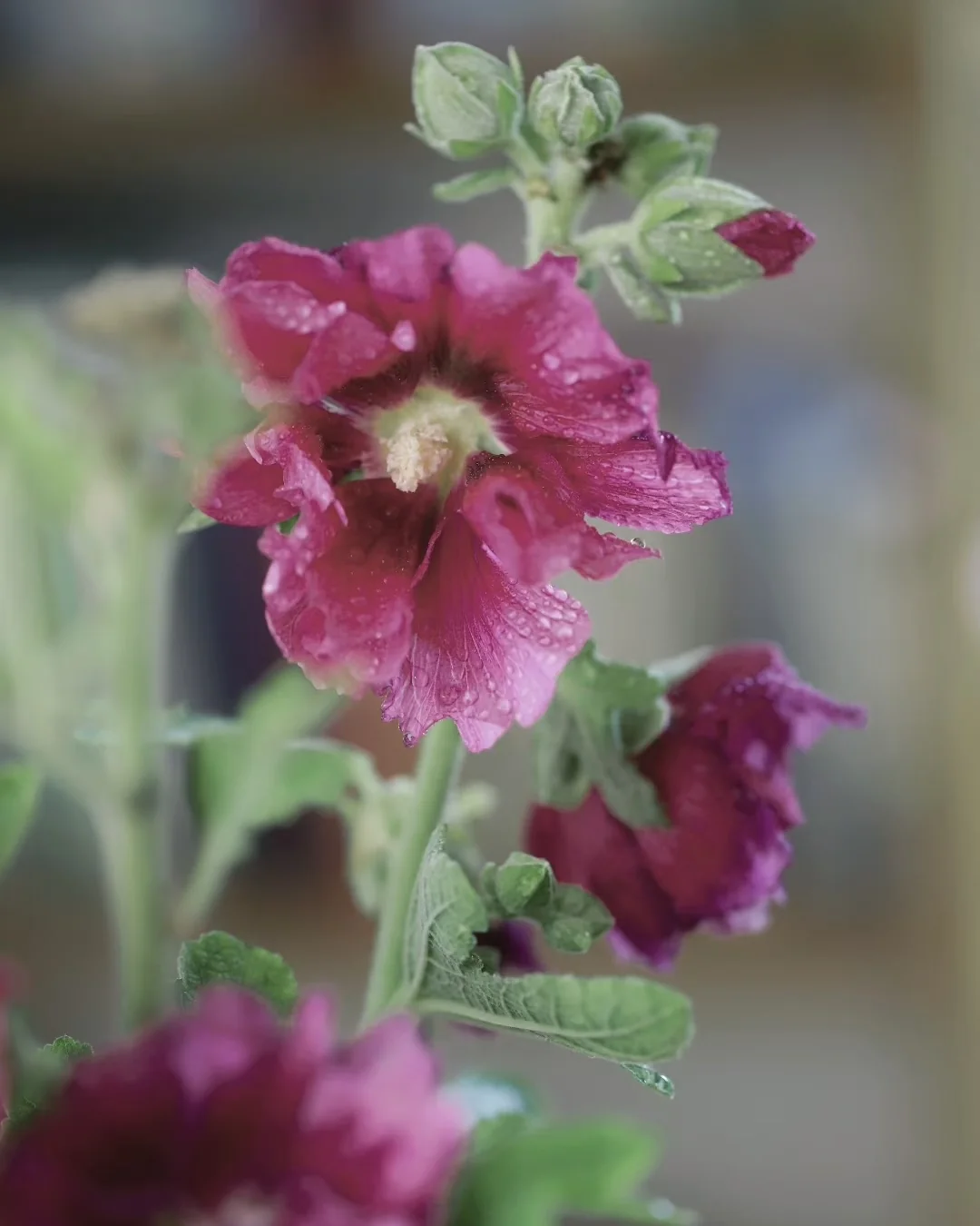 Sunward Light — Alcea Rosea image 5