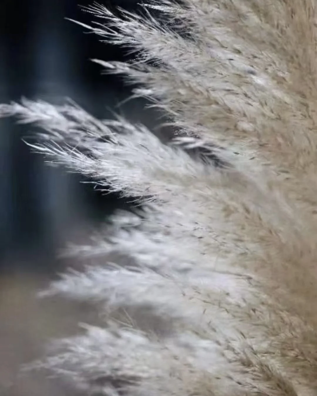 Winter's Quietude — Miscanthus image 5